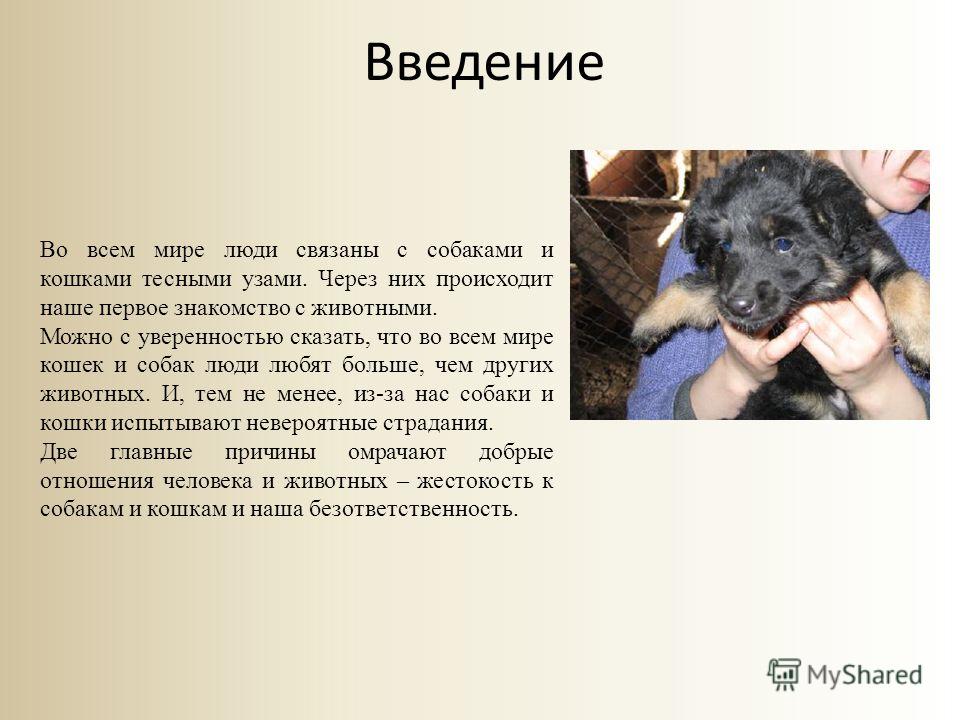 Профессии связанные с кошками список Профессии связанные с кошками список