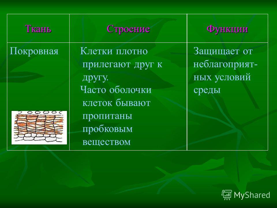 Ответы Mail.ru: Анатомия. 2 курс