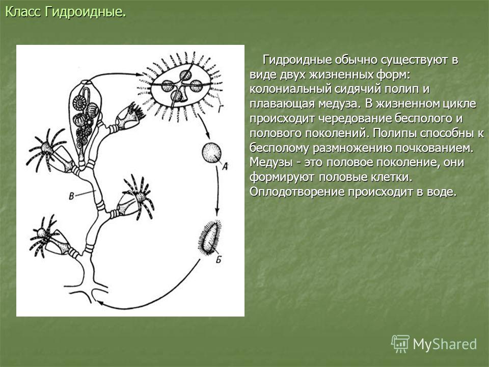 Класс Гидроидные. Гидроидные обычно существуют в виде двух жизненных форм: колониальный сидячий полип и плавающая медуза. В жизненном цикле происходит чередование бесполого и полового поколений. Полипы способны к бесполому размножению почкованием. Ме