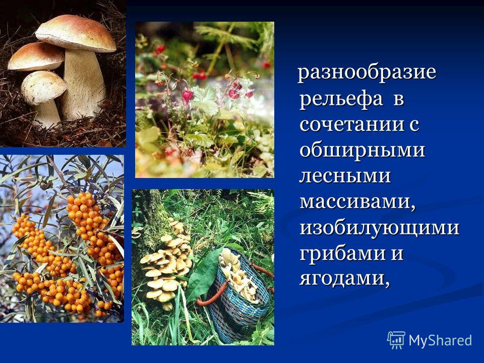 разнообразие рельефа в сочетании с обширными лесными массивами, изобилующими грибами и ягодами, разнообразие рельефа в сочетании с обширными лесными массивами, изобилующими грибами и ягодами,