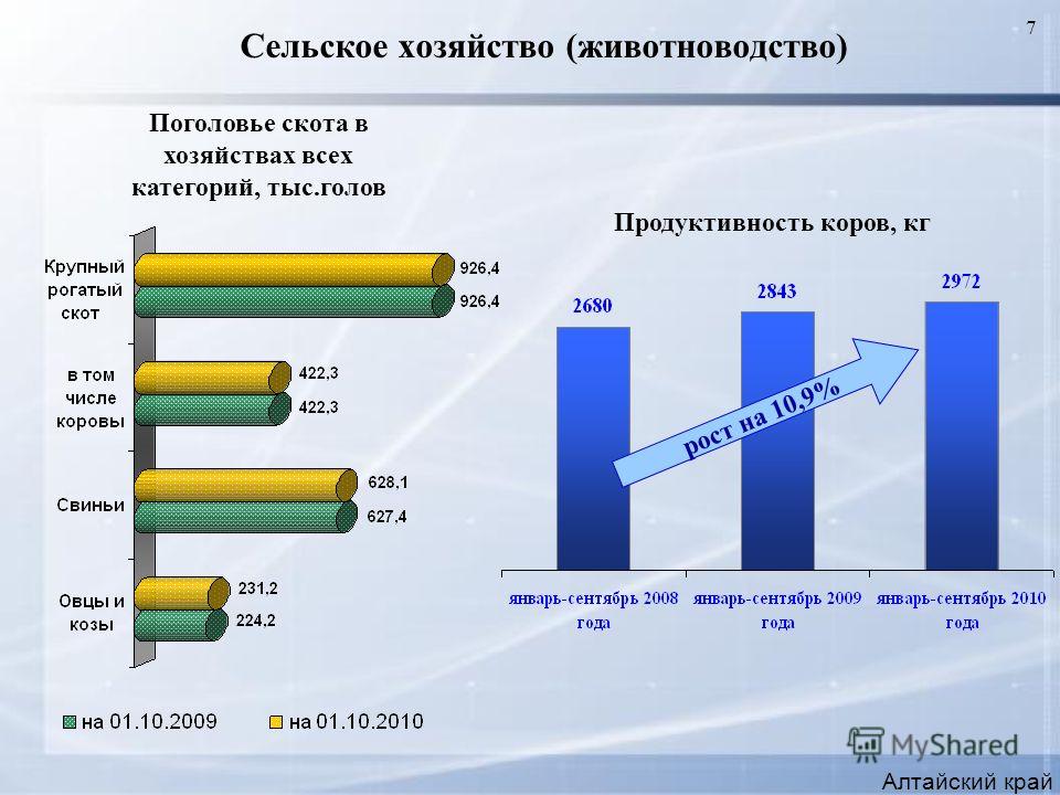 7 Сельское хозяйство (животноводство) Алтайский край Продуктивность коров, кг Поголовье скота в хозяйствах всех категорий, тыс.голов рост на 10,9%