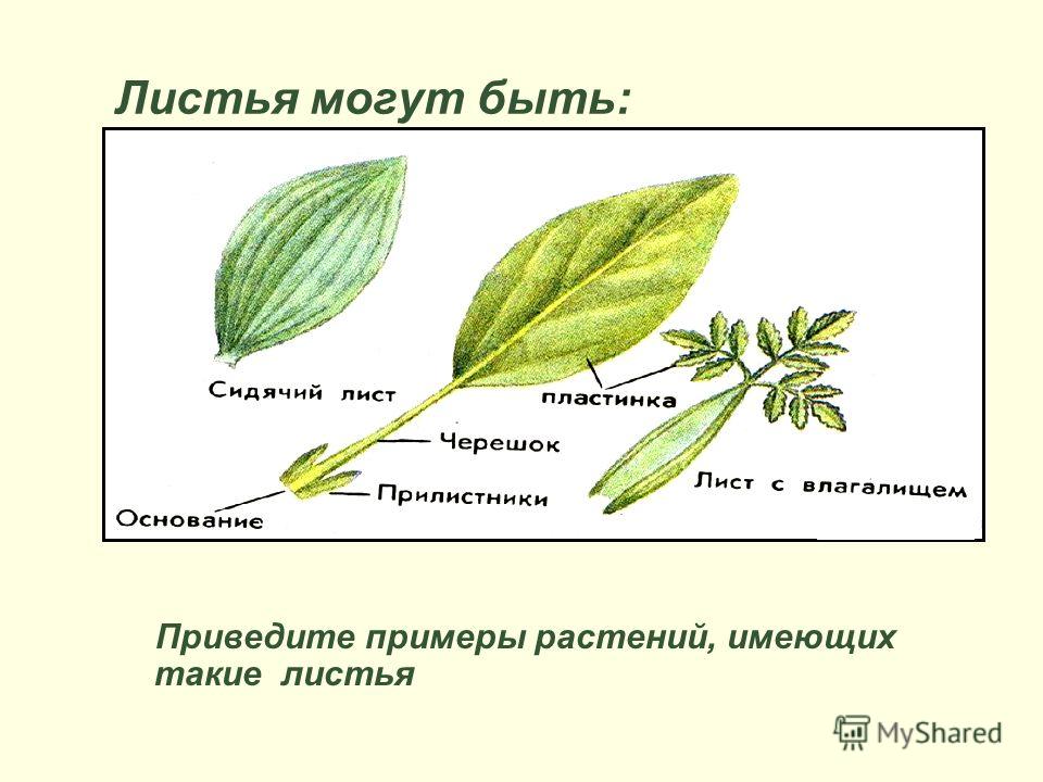 Листья могут быть: Приведите примеры растений, имеющих такие листья