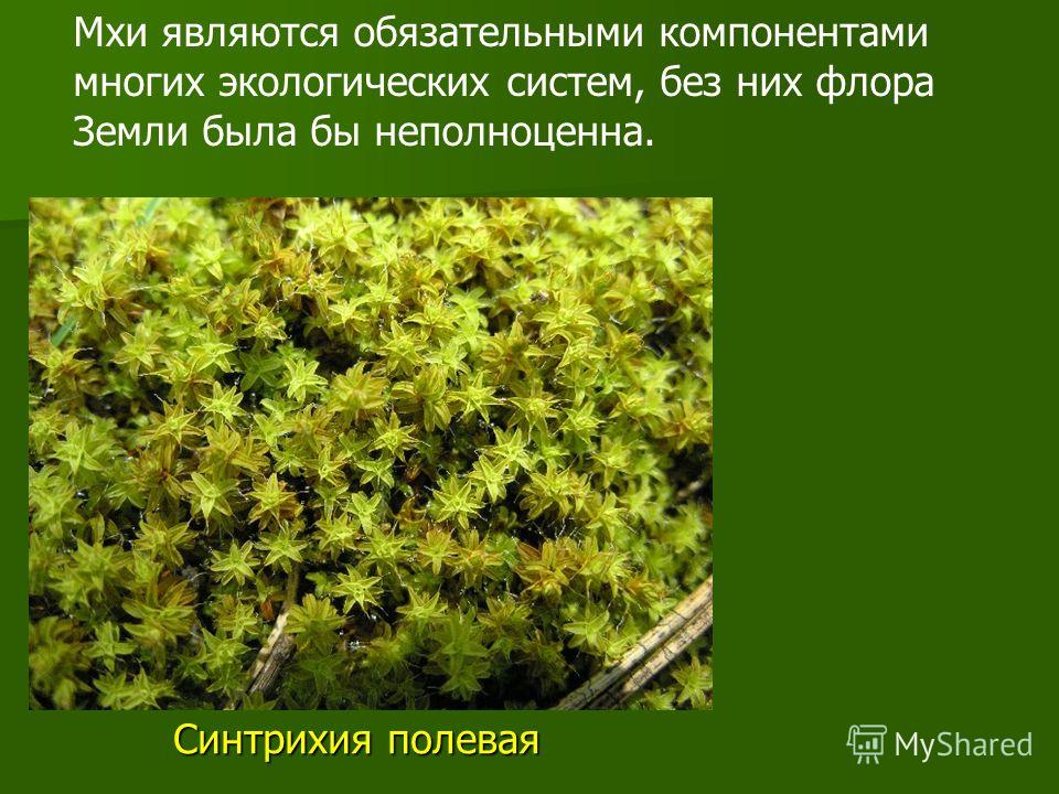 У мхов есть цветок У мхов есть цветок