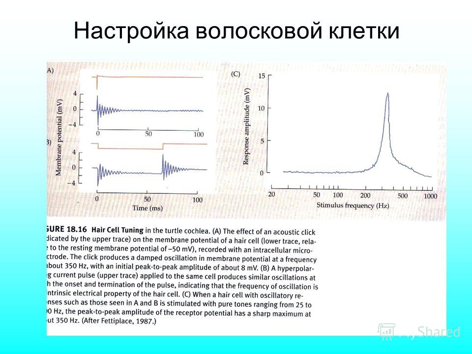 Презентация на тему: "Лекция 18 ОРГАНЫ ОЩУЩЕНИЯ (продолжение
