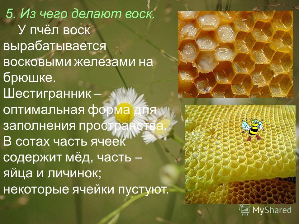 5. Из чего делают воск. У пчёл воск вырабатывается восковыми железами на брюшке. Шестигранник – оптимальная форма для заполнения пространства. В сотах часть ячеек содержит мёд, часть – яйца и личинок; некоторые ячейки пустуют.