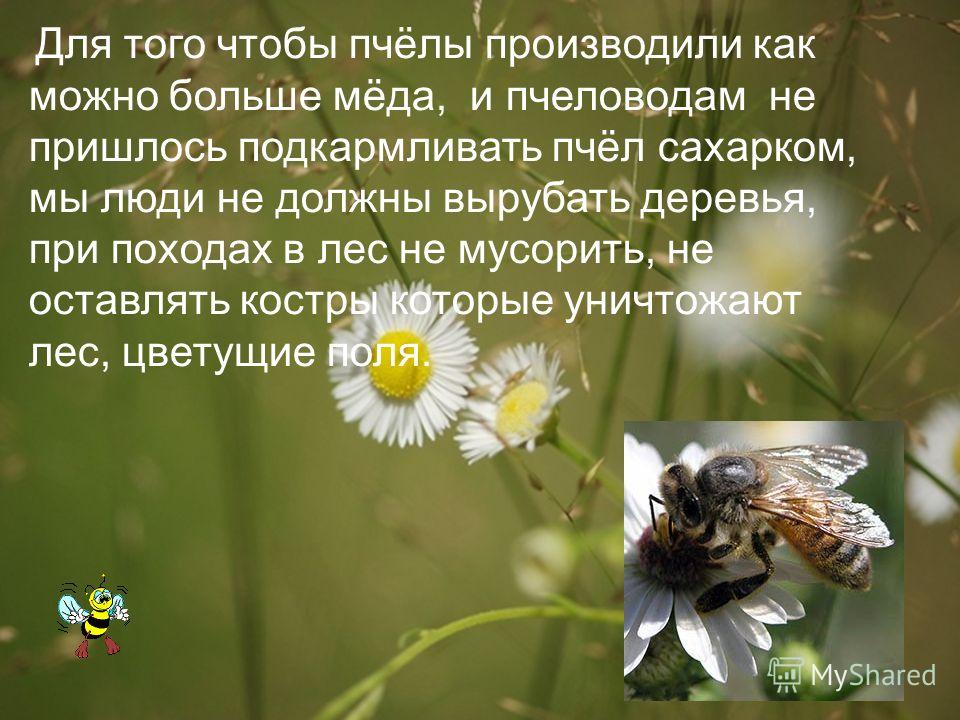 Для того чтобы пчёлы производили как можно больше мёда, и пчеловодам не пришлось подкармливать пчёл сахарком, мы люди не должны вырубать деревья, при походах в лес не мусорить, не оставлять костры которые уничтожают лес, цветущие поля.