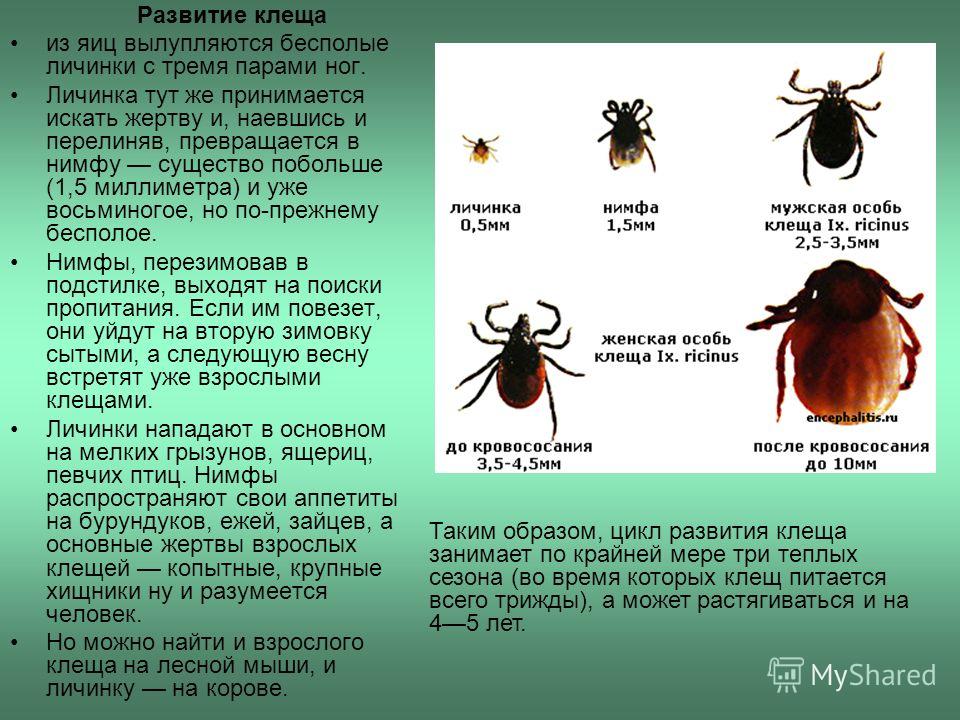 Лесной Клещ Фото В Натуральную Величину