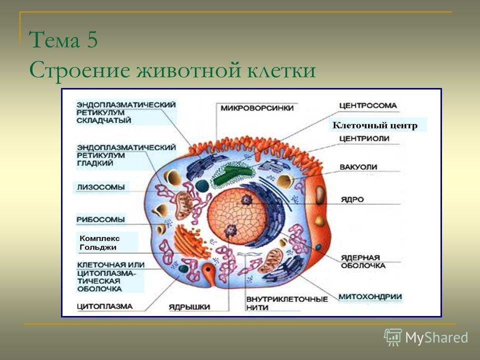 Строение Животной Клетки Фото