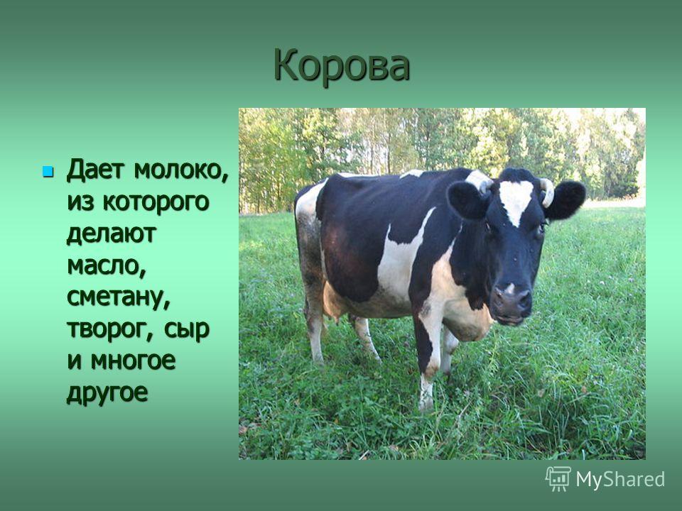 Как сделать чтобы корова давала больше молока Как сделать чтобы корова давала больше молока