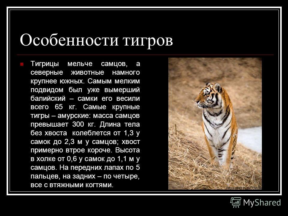 Особенности тигров Тигрицы мельче самцов, а северные животные намного крупнее южных. Самым мелким подвидом был уже вымерший балийский – самки его весили всего 65 кг. Самые крупные тигры – амурские: масса самцов превышает 300 кг. Длина тела без хвоста