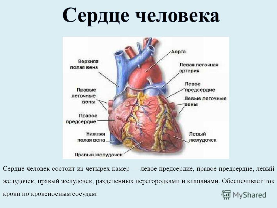 Где Находится Левое Предсердие У Человека Фото