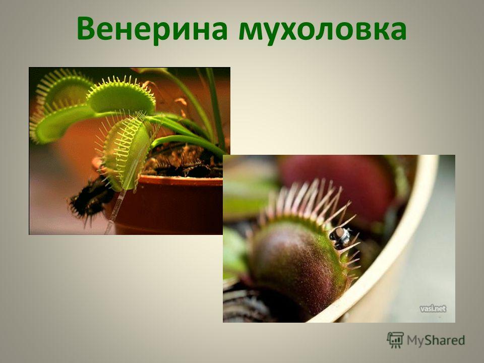 Паспорт растения Венерина мухоловка