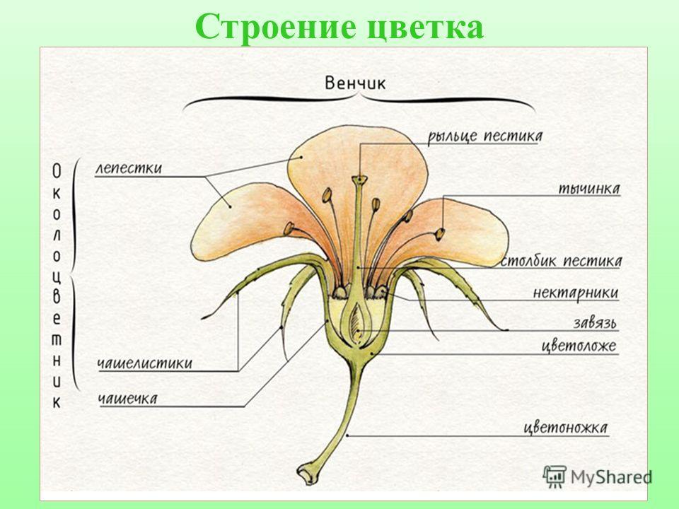 Строение цветка рисунок и схема Строение цветка рисунок и схема