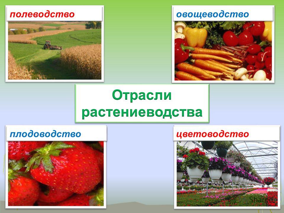Отрасль сельского хозяйства которая занимается выращиванием полезных растений 84