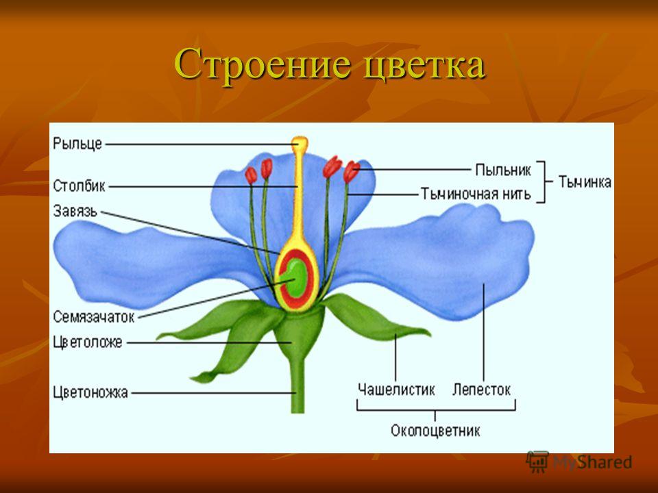 Как выглядит женская часть цветка Женская часть цветка на рисунке