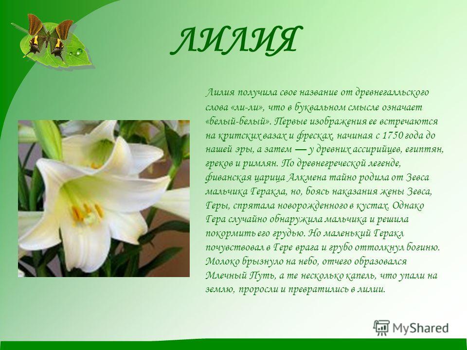 Именины у лилии Именины у лилии