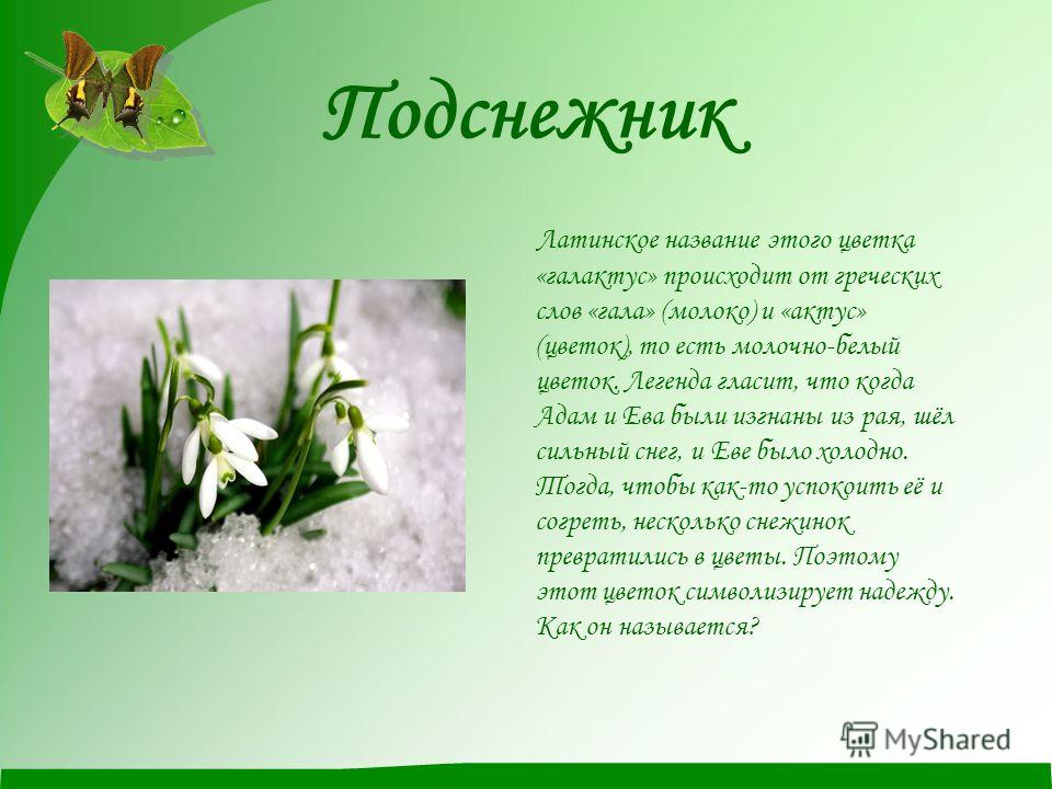 Цветок и его легенда Цветок и его легенда
