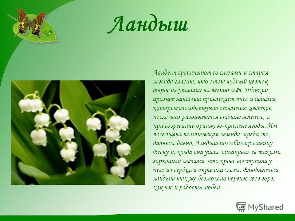 Стих о ландыше для детей короткие Стих о ландыше для детей короткие