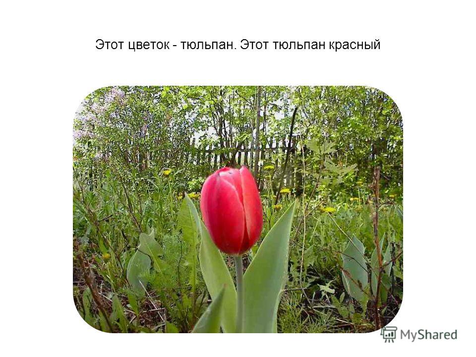 Цветок белые цветы растут в саду Цветок белые цветы растут в саду