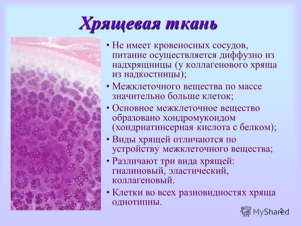 Реферат на тему хрящевые ткани 3318