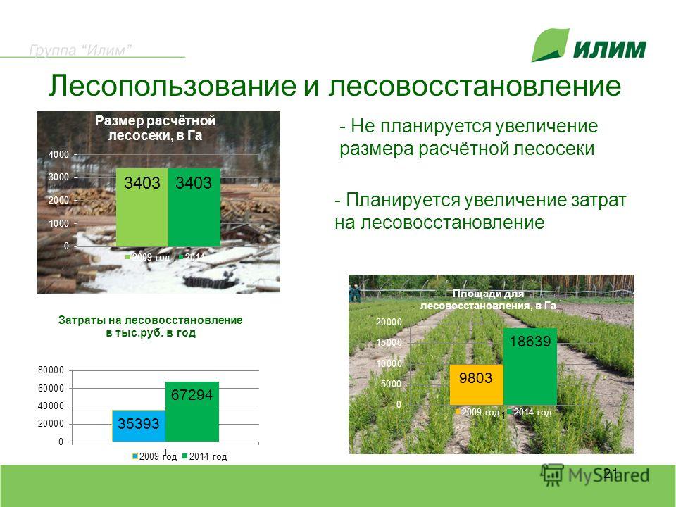 Форма проекта лесовосстановления