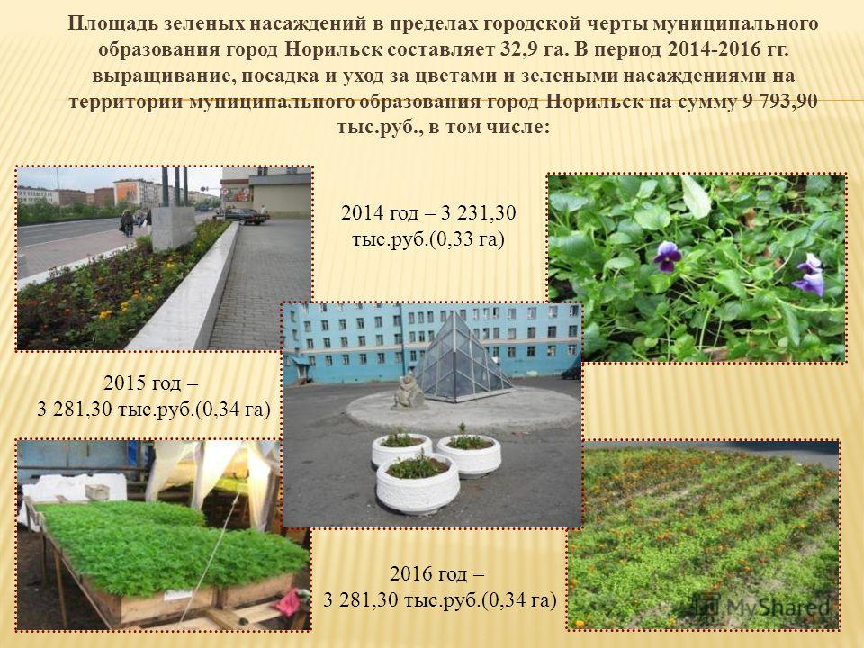 Уход за зелеными насаждениями в городах Уход за зелеными насаждениями в городах