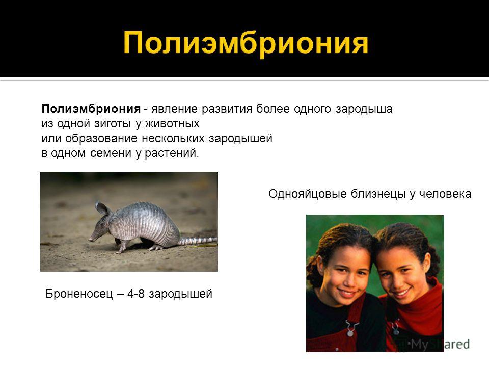 Бесполое размножение амебы: Как называется бесполое размножение амебы