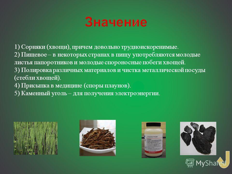 Съедобные растения России, описание и рецепты Съедобные растения, Растения, Хвощ
