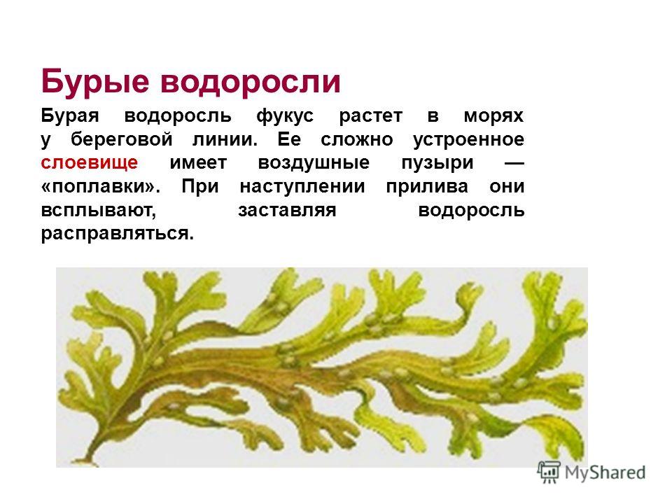 Значение Водоросли Фукус