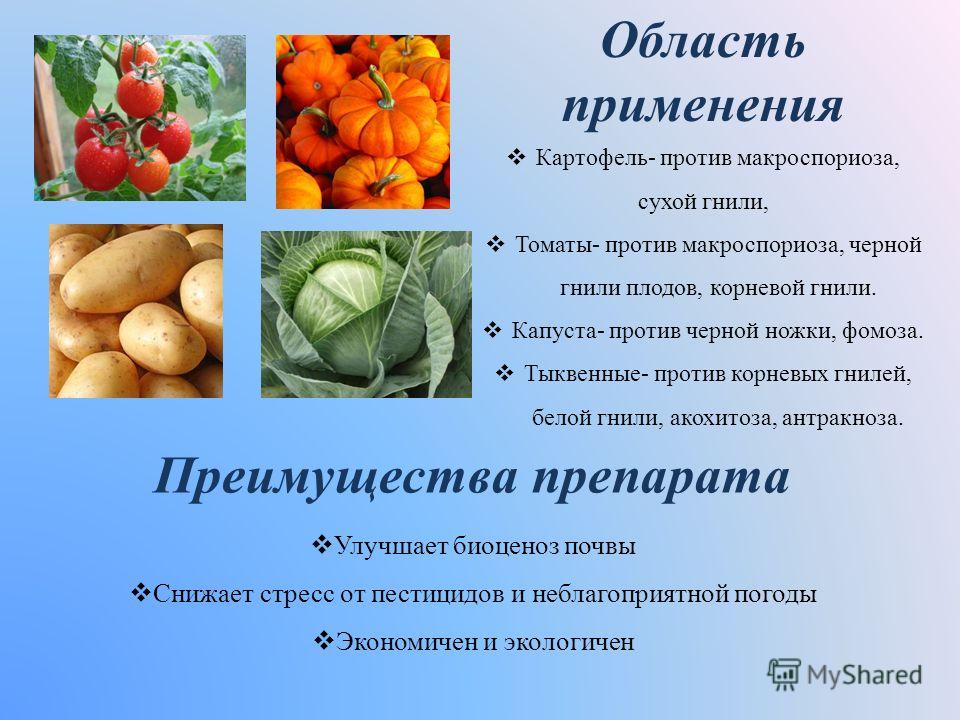 Томаты семена бесплатно Томаты семена бесплатно