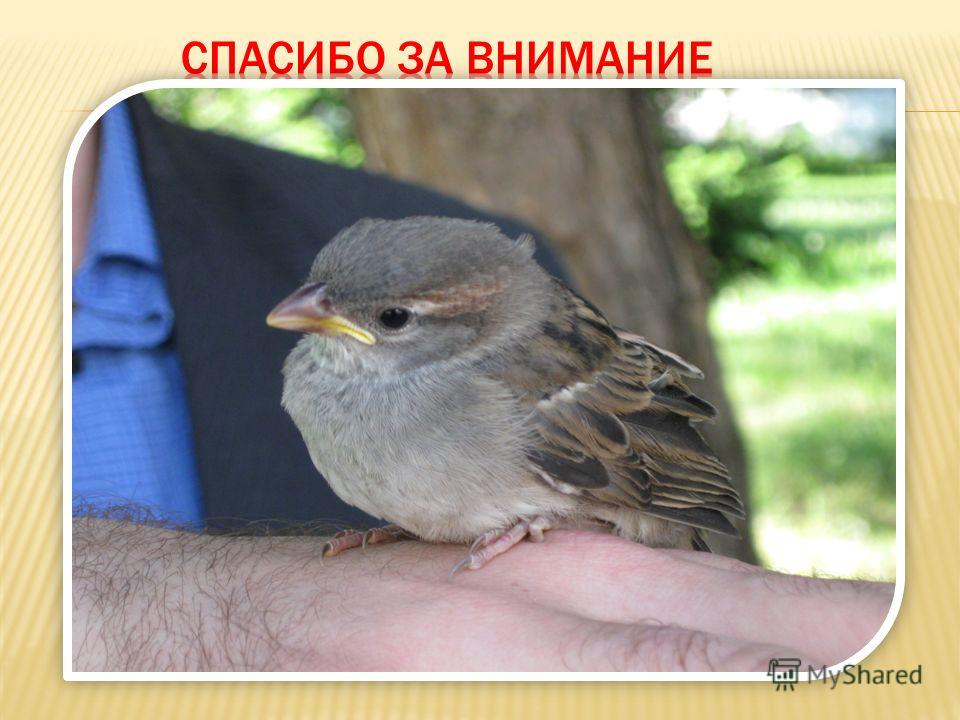 1 месяц ребенку боли в животе чем лечить