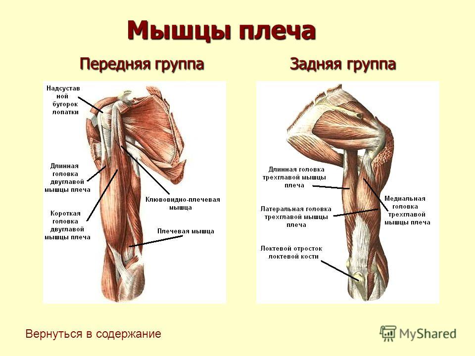 Плечевые мышцы рисунок Плечевые мышцы рисунок