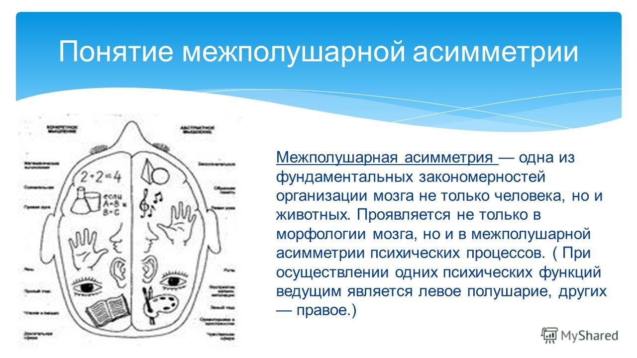 Реферат: Асимметрия мозга и ее влияние на профессиональную деятельность