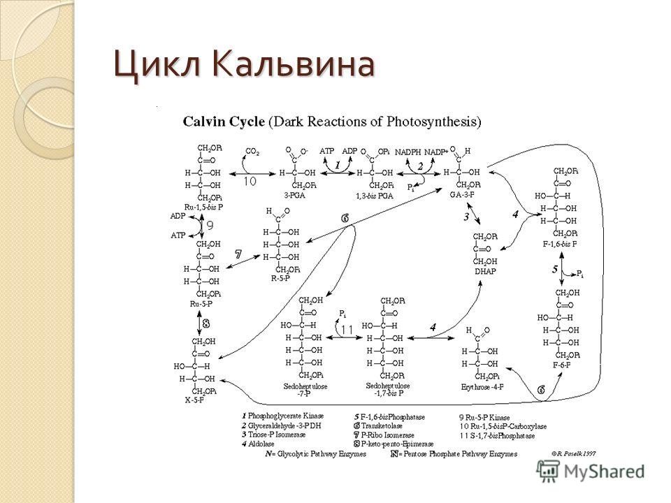 Цикл кальвина схема и комментарии к ней Цикл кальвина схема и комментарии к ней