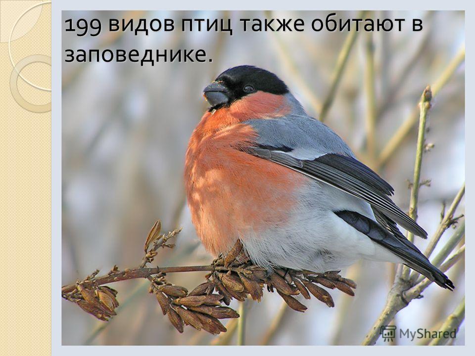 199 видов птиц также обитают в заповеднике.