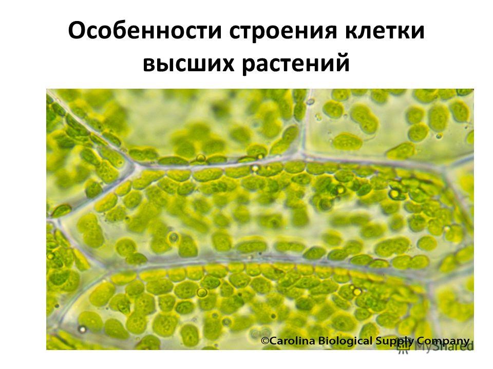 Одревеснение клеточной стенки связано с отложением в ней Одревеснение клеточной стенки связано с отложением в