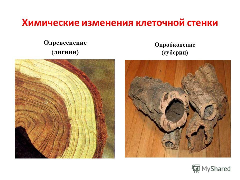 Одревеснение клеточной стенки связано с отложением Одревеснение клеточной стенки связано с отложением