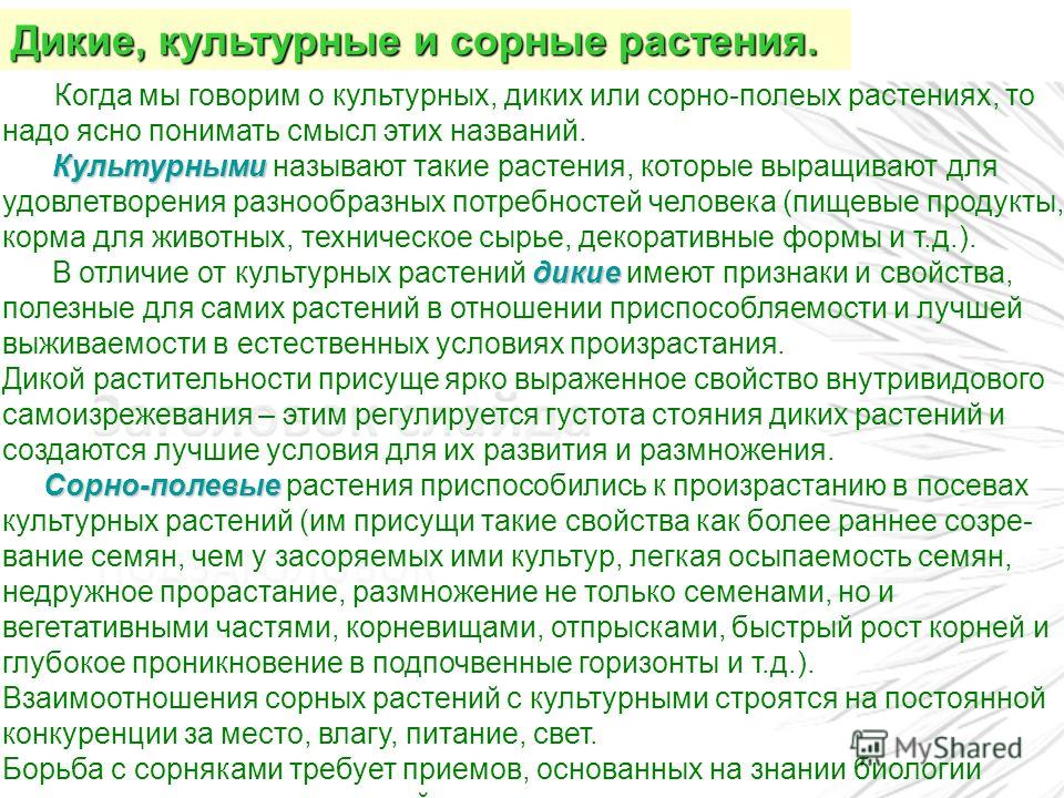 Объясните почему культурные растения не могут конкурировать с сорняками Объясните почему культурные растения не могут конкурировать с сорняками
