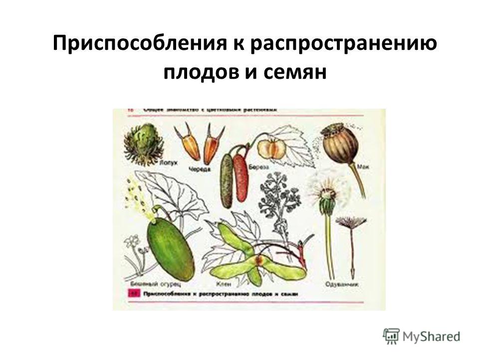 Устройство плодов Устройство плодов