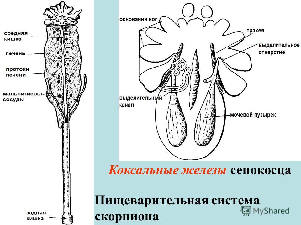 Презентация на тему: "ТИП ЧЛЕНИСТОНОГИЕ (артроподы) Автор: Синельникова Ольга Ви