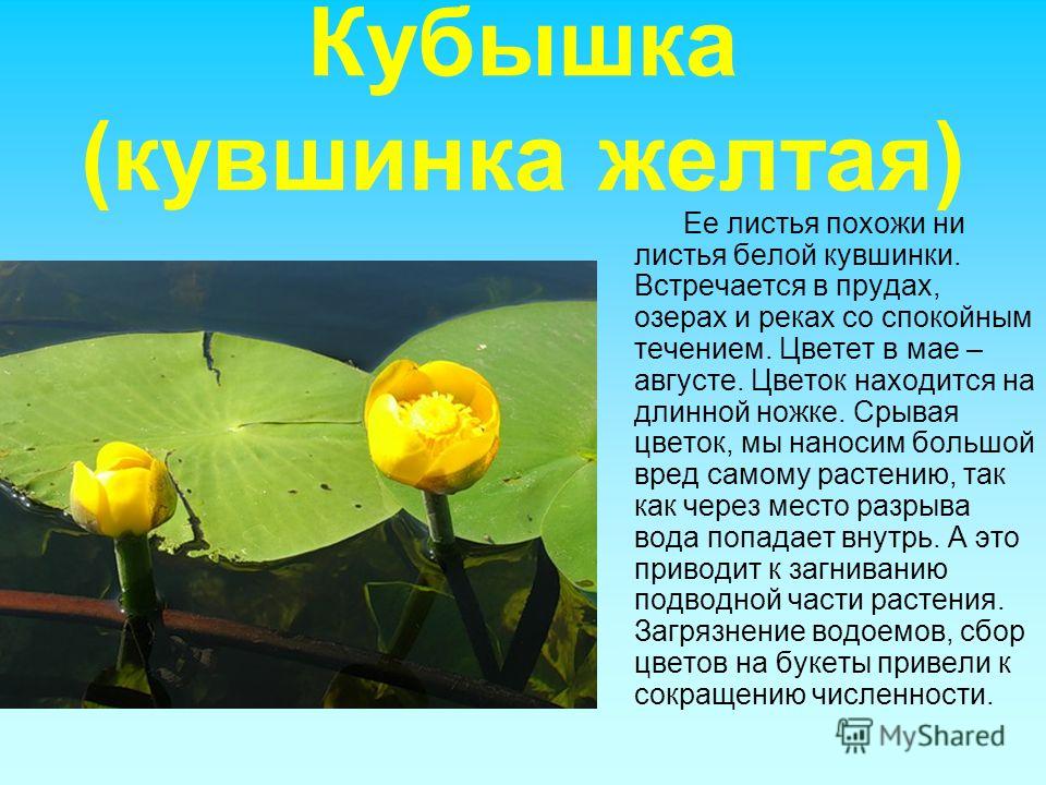 Урок 7 класс редкие растения карелия
