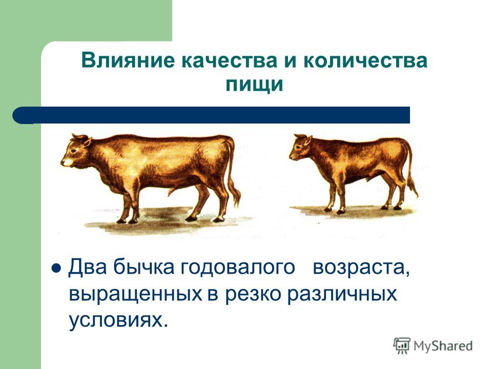 "Зависимость проявления генов от условий внешней среды. Фенотипическая изменчиво