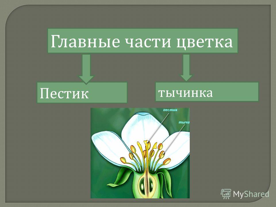 Главные части цветка Пестик тычинка