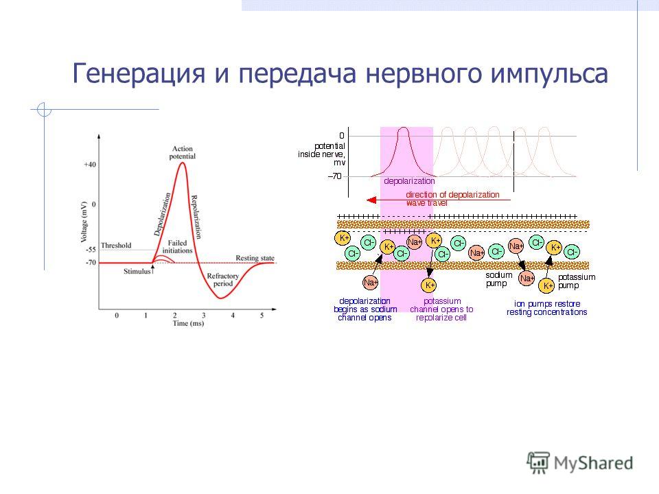 Схема проведения нервных импульсов Схема проведения нервных импульсов