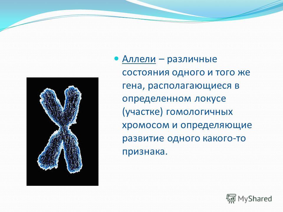 Аллели – различные состояния одного и того же гена, располагающиеся в определенном локусе (участке) гомологичных хромосом и определяющие развитие одного какого-то признака.
