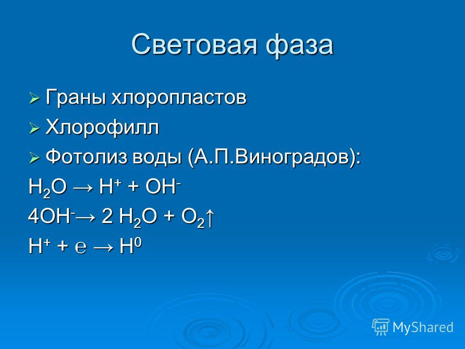 Световая фаза Граны хлоропластов Хлорофилл Фотолиз воды (А.П.Виноградов): Н2О Н+ + ОН- 4ОН- 2 Н2О + О2 Н+ + Н0