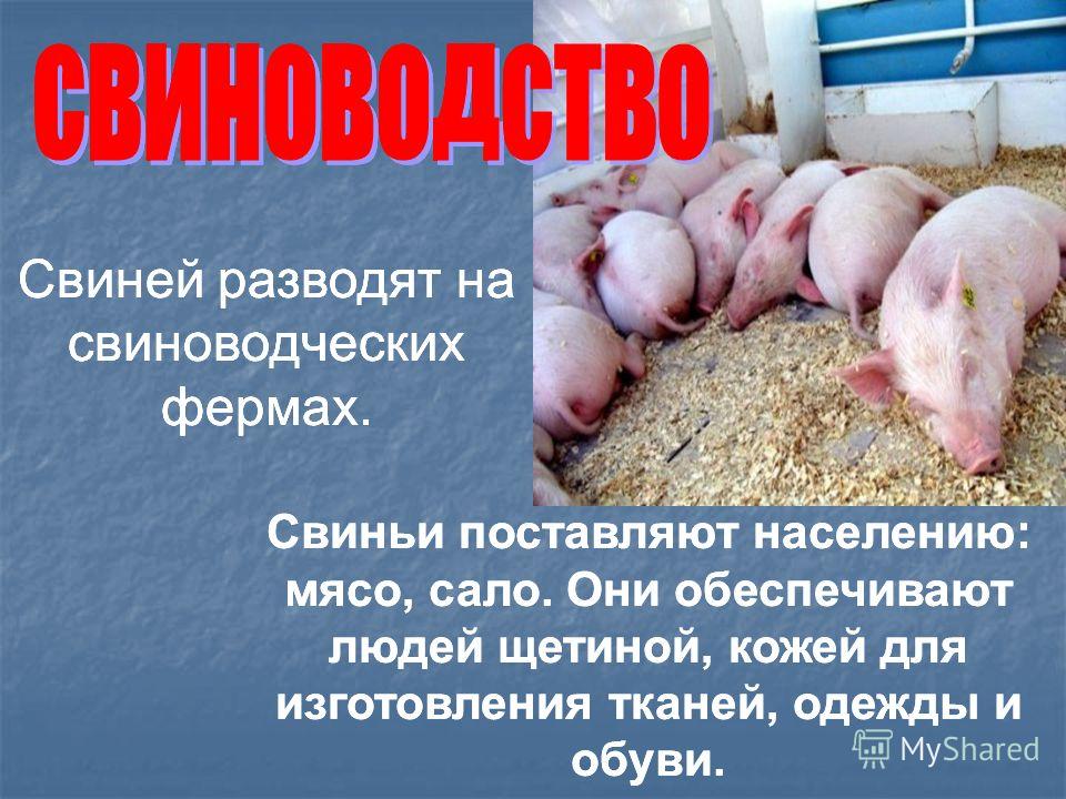 Свиней разводят на свиноводческих фермах. Свиньи поставляют населению: мясо, сало. Они обеспечивают людей щетиной, кожей для изготовления тканей, одежды и обуви. Свиней разводят на свиноводческих фермах. Свиньи поставляют населению: мясо, сало. Они о