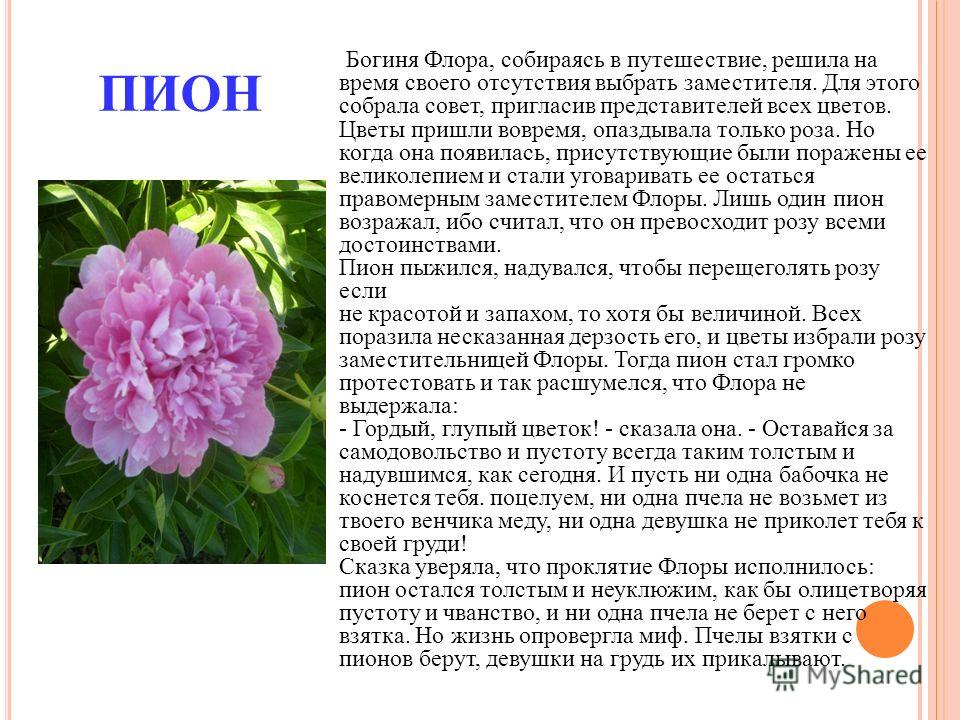 Легенды о пионе История пиона уклоняющегося Легенды о цветах Легенды о пионе - Растения и цветы. Энциклопедия растений и
