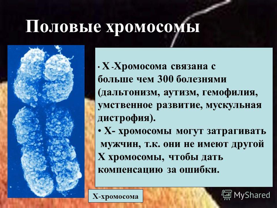 Половые хромосомы Х-хромосома Х - Хромосома связана с больше чем 300 болезнями (дальтонизм, аутизм, гемофилия, умственное развитие, мускульная дистрофия). Х- хромосомы могут затрагивать мужчин, т.к. они не имеют другой Х хромосомы, чтобы дать компенс