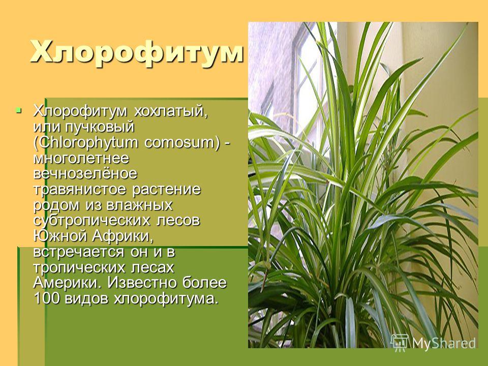 Комнатный цветок хлорофитум чем полезен Комнатный цветок хлорофитум чем полезен